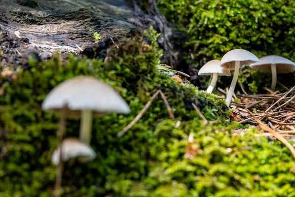 Belos Pequenos Cogumelos Brancos Crescendo Musgo Chão Floresta Montanhas Croatas — Fotografia de Stock