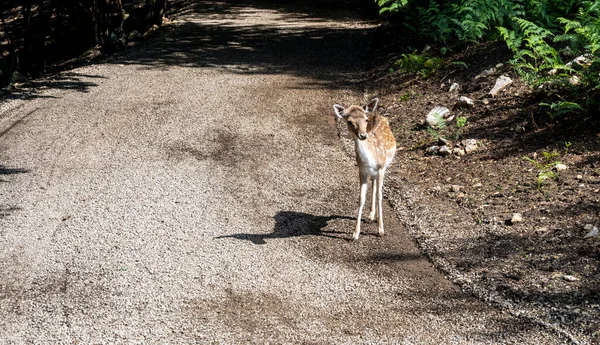 Cervo Europeo Daino Fulvo Con Puntini Bianchi Prominenti Nella Pelliccia — Foto Stock