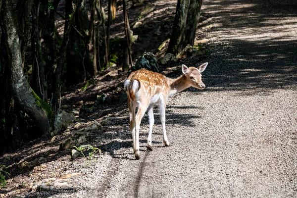 欧洲小鹿 毛皮上有明显的白斑 站在森林的边缘 优雅地看着前方 — 图库照片