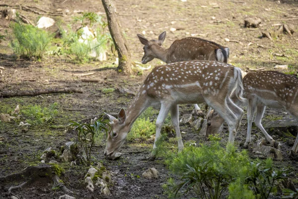 Manada Ciervos Europeos Barbecho Pastando Borde Del Bosque Con Sus — Foto de Stock