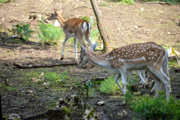 成群的欧洲鹿在森林边吃草 褐色的毛皮上有明显的白斑 — 图库照片