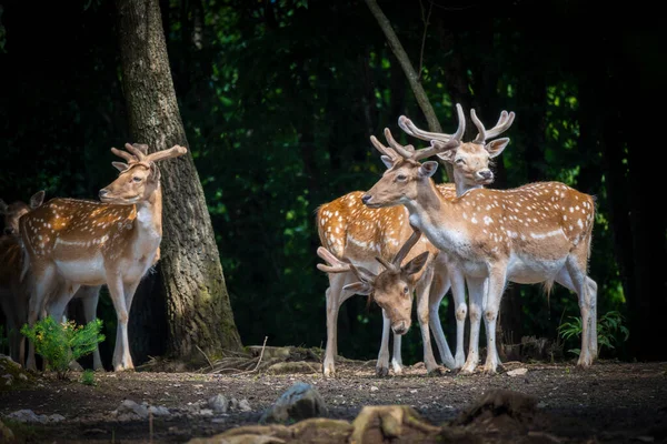 若いヨーロッパの失敗鹿のドルは 茶色の毛皮の中に彼らの著名な白い点を示す 森の端にグループに立って — ストック写真
