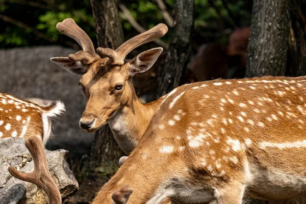 Herd Daini Europei Piedi Gruppo Sul Bordo Della Foresta Mostrando — Foto Stock