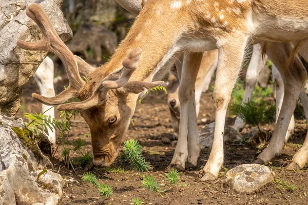 Cervo Europeo Pascolo Sul Bordo Della Foresta — Foto Stock