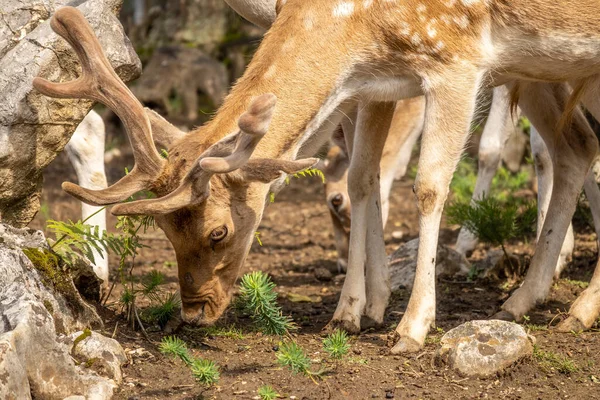 欧洲小鹿在森林边吃草 — 图库照片