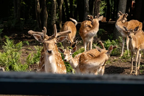 Mandria Daini Europei Prigionieri Piedi Gruppo Sul Bordo Della Foresta — Foto Stock