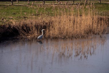 İtalya 'daki gri balıkçıl göl parkı