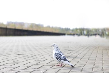Parkta beyaz bir güvercin