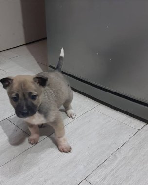 Gri, sevimli, anlamlı gözleri olan küçük bir köpek.