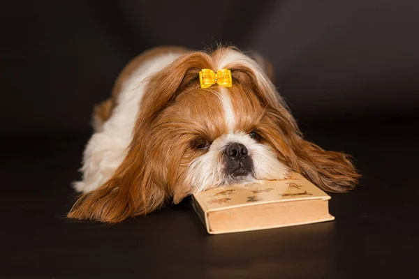 Trauriger Hund Legte Seinen Kopf Auf Ein Buch Auf Schwarzem Stockbild