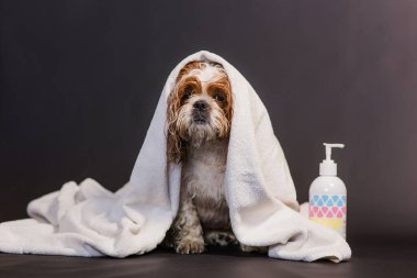 Cute wet Havanese puppy after bath sitting wrapped in white towel isolated on black background clipart