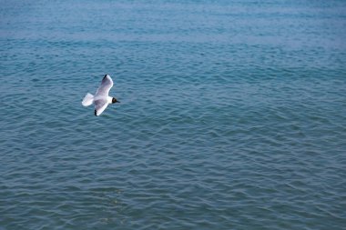 Karadeniz kıyısında güneşli, rüzgarsız bir Eylül günü