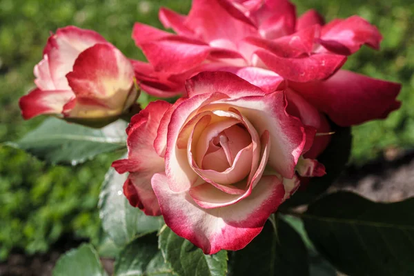 Tipo Rosa Floribunda Fotografiada Corta Distancia — Foto de Stock