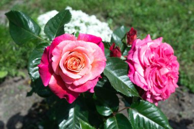 Gül floribunda tipi, yakın mesafeden çekilmiş.
