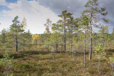 Sonbaharda bataklıkta manzara, güneşli bir sonbahar gününde fotoğraf. Manzara bulutları, bataklık bitkilerini, ağaçları ve sarı ağaç yapraklarını gösteriyor.
