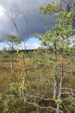 Sonbaharda bataklıkta manzara, güneşli bir sonbahar gününde fotoğraf. Manzara bulutları, bataklık bitkilerini, ağaçları ve sarı ağaç yapraklarını gösteriyor.