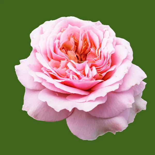Tipo Rosa Floribunda Fotografiada Corta Distancia Aislada Tono Verde —  Fotos de Stock