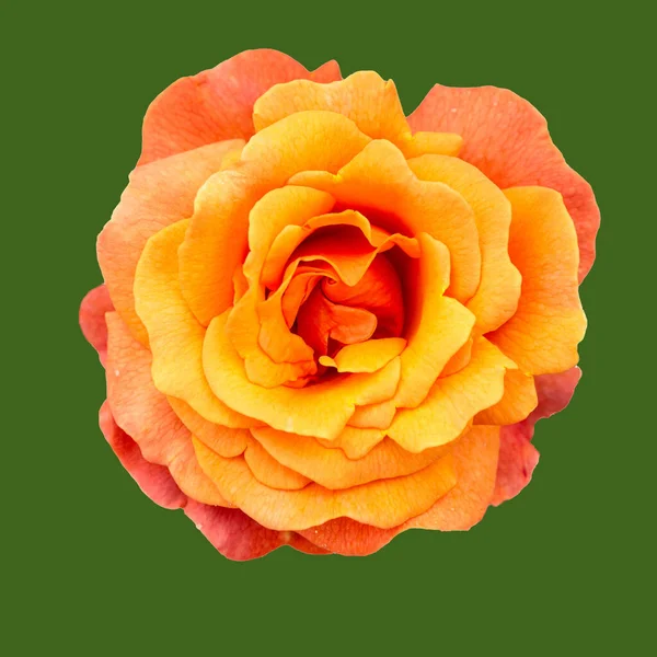 Type Rose Floribunda Photographed Close Distance Isolated Green Fone — Stock Photo, Image
