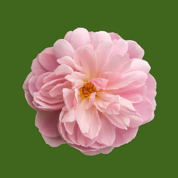 Tipo Rosa Floribunda Fotografado Uma Curta Distância Isolado Fone Verde — Fotografia de Stock