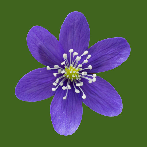 Цветок печени на изолированном зеленом фоне, сфотографирован с близкого расстояния