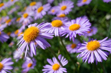 Bahçedeki mavi papatya çiçeği, güneşli bir yaz gününde yakından çekilmiş, seçici odak noktası.