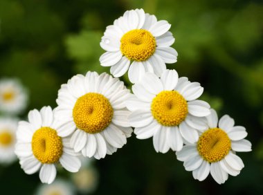 Yeşil arka planda beyaz papatyalar, seçici odaklı fotoğrafçılık, yakın çekim makro fotoğrafçılık, bir damla suyla