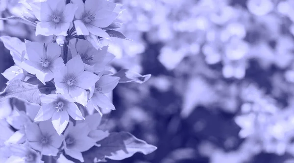 Красиві Квіти Листя Тонованому Тренді Кольору 2022 Року Дуже Чверть — стокове фото