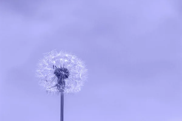 White Dandelion Flower Trend Color Year 2022 Very Peri Selective — Stock Photo, Image