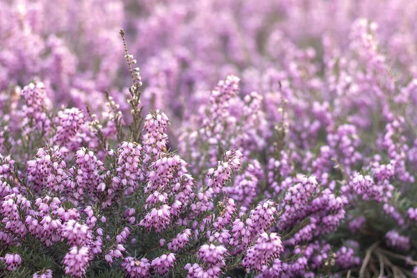 Beautiful Pink Purple Flowering Heather Close Copy Space Text — Photo