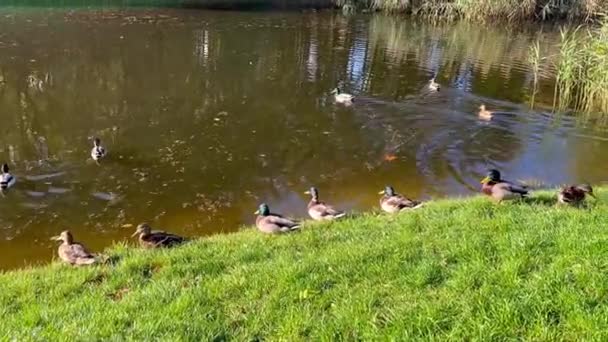 太陽の下で貯水池の湖の岸にアヒルや水の中で泳ぐ 飢餓公園の水鳥 — ストック動画