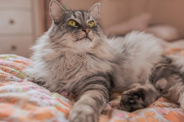 Gri tüylü kedi güvensiz bir yatakta yatar ve yukarı bakar..