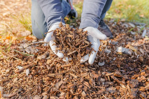 Manos Hombre Guantes Jardinería Están Clasificando Través Madera Picada Los — Foto de Stock