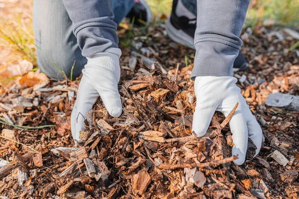 man\'s hands in gardening gloves are sorting through the chopped wood of trees. Mulching tree trunk circle with wood chips. Organic matter of natural origin