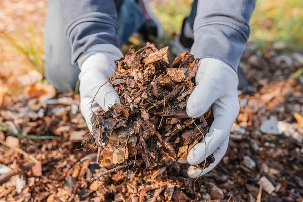 man\'s hands in gardening gloves are sorting through the chopped wood of trees. Mulching tree trunk circle with wood chips. Organic matter of natural origin