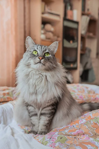 灰色のふわふわの猫は安全でないベッドの上に横たわって検索します — ストック写真