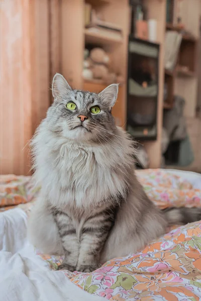 Gri tüylü kedi güvensiz bir yatakta yatar ve yukarı bakar..