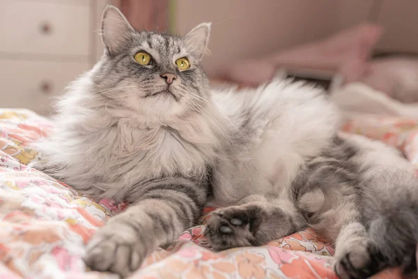 Gri tüylü kedi güvensiz bir yatakta yatar ve yukarı bakar..
