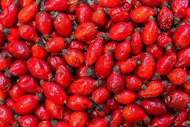Kırmızı gül kalçaları kış hasadı için kurutulur. Gül üzümü çayını iyileştiriyorum. Kırmızı gül kalçalarının arka planı. Rosehip meyve üzümleri kapatın.