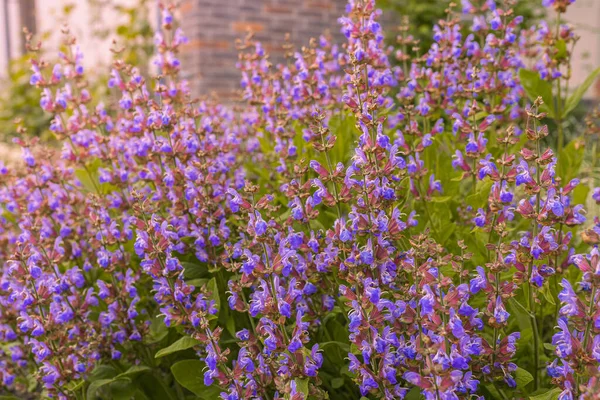 Purple blooming sage soft focus in the rays of the sun. Healing plant, medicinal herbal tea sage. Purple flowering garden sage, Salvia nemorosa, in the garden