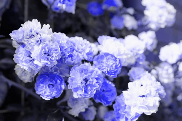 Blue Rose Flowers Painted Very Peri Color Climbing Rose Soft — ストック写真