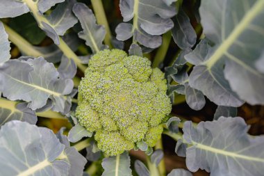 Inflorescence of broccoli cabbage. Blooming broccoli in garden. Vegetable culture in garden. View from above.