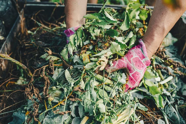 gardener\'s hands in gardening gloves are sorting through compost heap with humus, in backyard. Recycling natural product waste into compost heap to improve soil fertility. Processing agricultural waste into compost