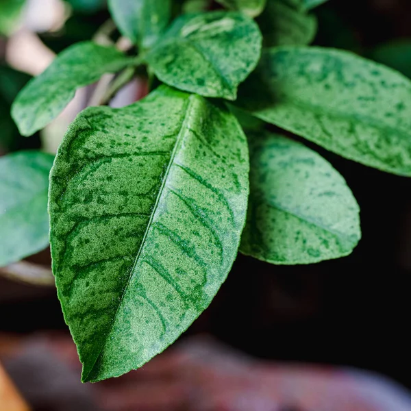 Spider mite disease on foliage of citrus plants grown on windowsill. Damaged plant leaves with faded spots from mite infestation. bacterial or fungal disease of lemon. Pests of exotic plants. fight against insect parasites