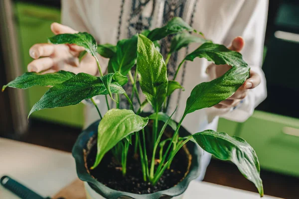 Folha Planta Caseira Spathiphyllum Umedecida Com Gotas Água Mão Flores — Fotografia de Stock