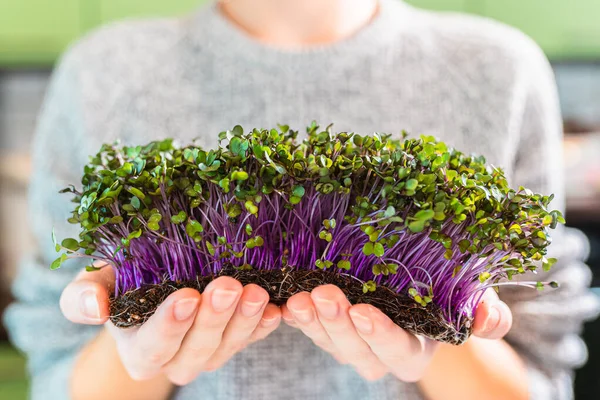 Sprouts red kaipusta calrabi microgreens in female hands. Raw sprouts, microgreens, healthy food concept. Sprouted seeds of red cabbage kohlrabi microgreens together with root system in layer in hands of young woman symbolize healthy diet