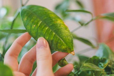 Kadının elinde, hastalıktan etkilenen ev yapımı narenciye yaprağı, kahverengi kuru lekeler, klorozdan muzdarip. Yaprak döken narenciye bitkisi limon. Çiçek saksısında yetişti. Yaprakları dökülüyor.