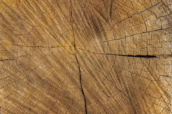 亀裂と木の乾燥した放射状のカットのテクスチャ 治癒するという概念は — ストック写真
