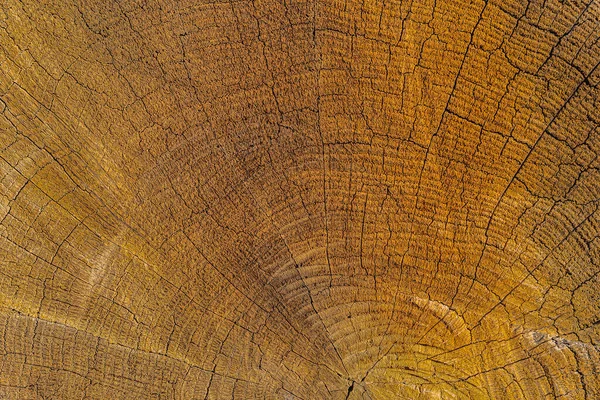 亀裂と木の乾燥した放射状のカットのテクスチャ 治癒の概念は皮膚を割れ 単色の割れた木の質感茶色の木の放射状の木をカット — ストック写真