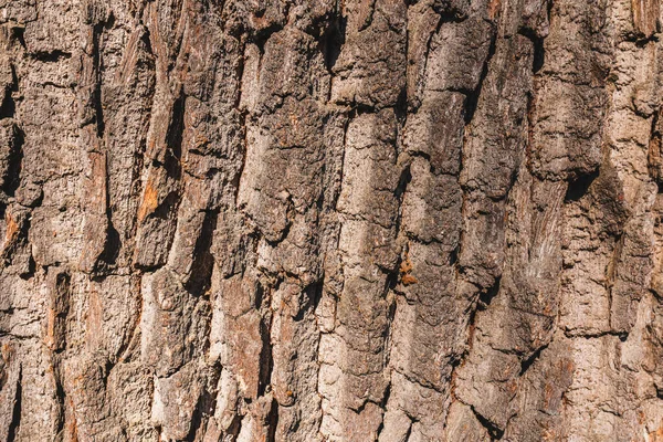 Textura Latido Uma Árvore Caducas Com Fendas Numerosas Cor Marrom — Fotografia de Stock