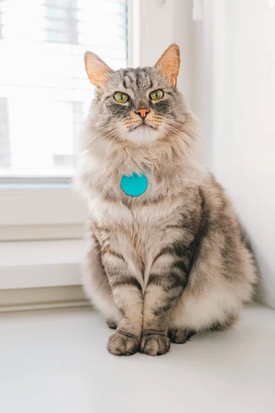 gray fluffy domestic cat with tag with address of animal on collar, medallion with address of animal, sits on windowsill look into camera. Adult cat, green eyes, longhair breed